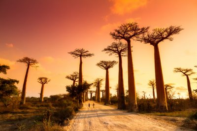 Plante d'intérieur la plus populaire: le célèbre baobab