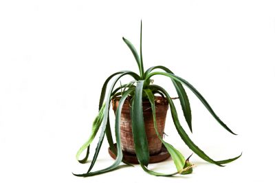 Coupez correctement les feuilles d'agave