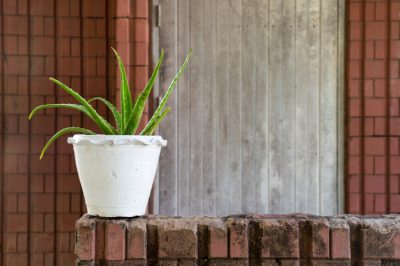 Aloe Vera sur le balcon