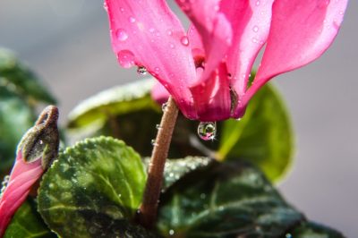 Arrosage du cyclamen: les sources d'erreur se cachent partout