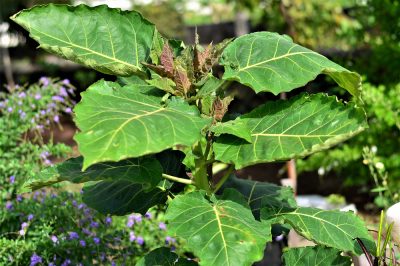 À quel point l'anthurium est-il toxique?