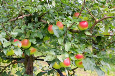 Déterminez le type de pommier