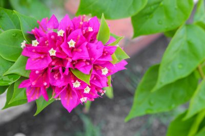 Quand l'astilbe fleurit-il?