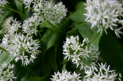 Reconnaître et utiliser les fleurs d'ail sauvage