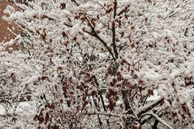 Quand et combien de temps la fleur du ballon fleurit-elle?