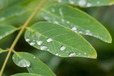 Quand est la période de plantation du bambou - printemps ou automne?