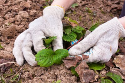 Quand le bambou doit-il être fertilisé?