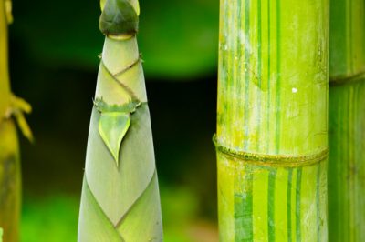 Transplantez le bambou sans effort