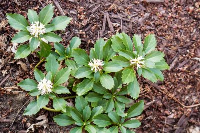 Basilic - une fiche d'information sur une herbe légendaire