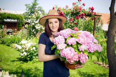 Propagez vous-même les hortensias de la ferme