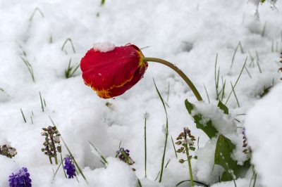 Offrez ce soin à votre pivoine arboricole!