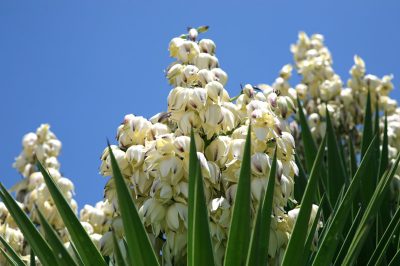 Variétés de fruits mous - une riche variété de baies pour le jardin