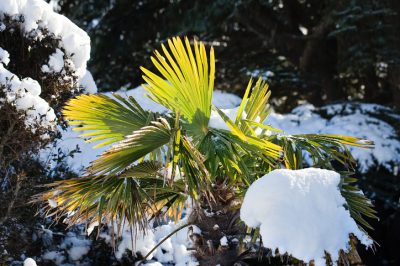 Vue d'ensemble: la diversité des variétés Bergenia