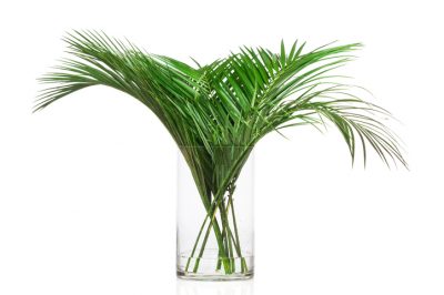 Entretenir un palmier de montagne en culture hydroponique