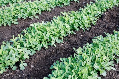 Fenugrec - plantez correctement l'ancienne plante médicinale et aromatique