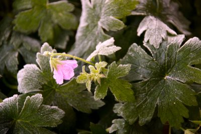 Voici comment fonctionne la pré-germination des haricots