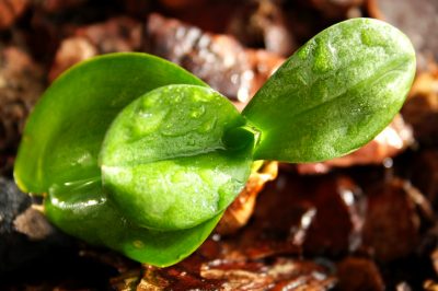 Quelle est la période de floraison de l'ortie?