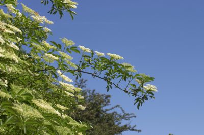 Faites pousser des mûres sur votre propre balcon