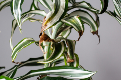 Un treillis pour les mûres dans le jardin