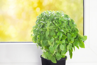 Que faire quand une fleur de broméliacée sèche