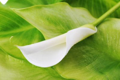 Pourquoi le calla a-t-il des feuilles jaunes?