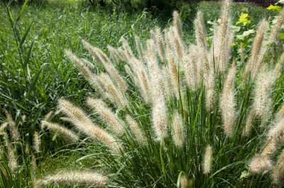 Une orchidée Cambria veut ce soin