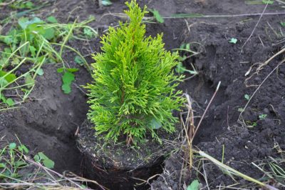 Araucaria chilienne pour les soins