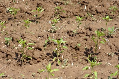 Plantez des piments à haut rendement de manière professionnelle