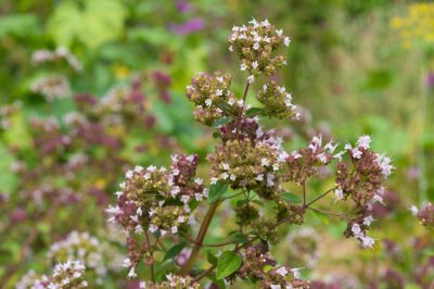 Quand mon épine du Christ fleurit-elle?