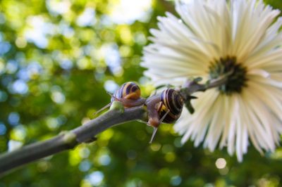 Protéger les chrysanthèmes des dommages causés par les escargots?