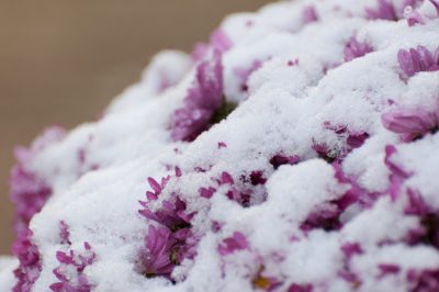 Chrysanthèmes en hibernation - Comment faire passer l'arbuste à fleurs l'hiver