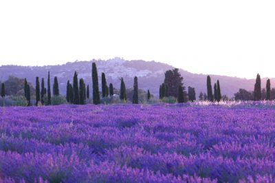 Quelle est la meilleure façon de semer le Cosmea?