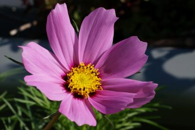 Pouvez-vous hiverner le Cosmea?