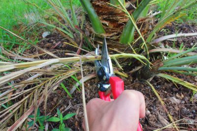 Soyez prudent lorsque vous coupez le palmier dattier