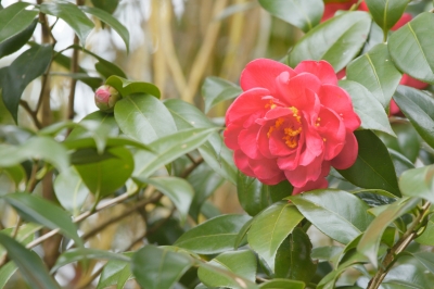 Symptômes et lutte contre les ravageurs sur Ficus Benjamini