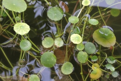 Fabriquez vous-même de l'engrais pour les plantes aquatiques - voici comment cela fonctionne