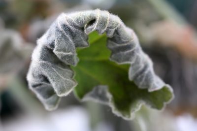 Chaque année encore - les géraniums parfumés hivernent