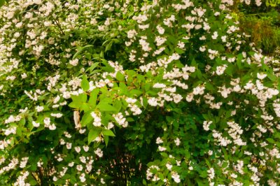 Comment planter du jasmin parfumé dans le jardin