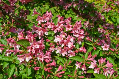 Que faut-il considérer lors de la plantation de roses parfumées!