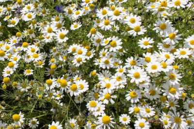 La vraie camomille a une longue période de floraison