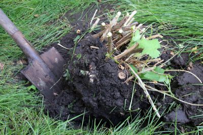 Quelle est la distance de plantation du lierre?