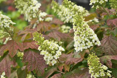 Comment tailler correctement votre hortensia en feuilles de chêne - Les meilleurs conseils