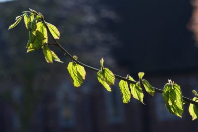 Comment couper correctement votre arbre Ironwood