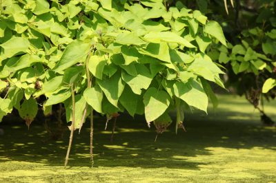 Quel emplacement répond aux exigences de la verveine?