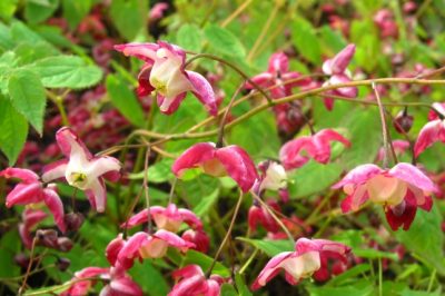 Couper la fleur elfique: quand est-ce approprié?