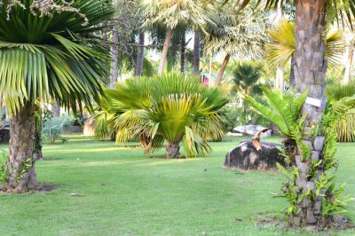 Que faire si le buisson de gentiane ne veut tout simplement pas fleurir?