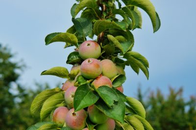 Quelle est la saison des fraises en Allemagne?