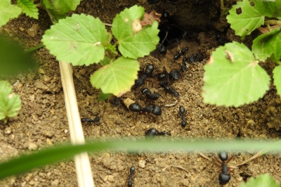 Bourdon terrestre: faits intéressants sur l'abeille sauvage protégée