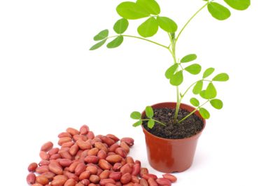 Cultivez votre propre plante d'arachide à l'intérieur ou à l'extérieur