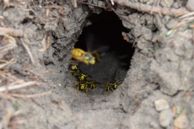 Erdwasps - Ce qui se cache derrière les insectes redoutés
